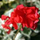 10 PCS Geranium 'Wilhelm Langguth' Seeds