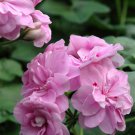 10PCS Geranium 'Royal Lavender' Seeds Trailing Heat-tolerant Pelargonium Soft Lavender Pink Flowers