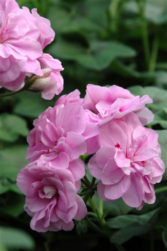 10PCS Geranium 'Royal Lavender' Seeds Trailing Heat-tolerant Pelargonium Soft Lavender Pink Flowers