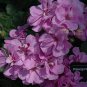 10PCS Geranium 'Royal Lavender' Seeds Trailing Heat-tolerant Pelargonium Soft Lavender Pink Flowers
