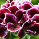 10 PCS Geranium 'Elegance Imperial' Flower Seeds Rich Burgundy Purple Perennial 10 PCS Geranium 'Elegance Imperial' Flower Seeds Rich Burgundy Purple Perennial