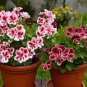10 PCS Geranium Mixed Dark Red Petals Pink Edege Flowers