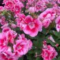 10 PCS Geranium Mixed Dark Red Petals Pink Edege Flowers