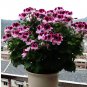 10 PCS Geranium 'Colorful Butterfly' Blackish Red White Flowers Seeds
