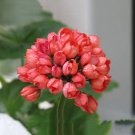10 PCS Red Pandora Zonal Geranium Seeds