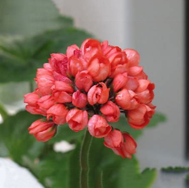 10 PCS Red Pandora Zonal Geranium Seeds