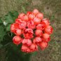 10 PCS Red Pandora Zonal Geranium Seeds