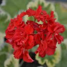 10 PCS Warrenorth Smokey Quartz Zonal Geranium Seeds