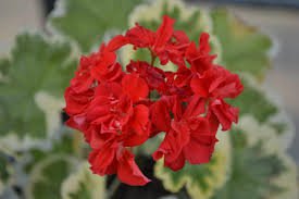 10 PCS Warrenorth Smokey Quartz Zonal Geranium Seeds