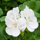 10 PCS White Zonal Pelargonium Seeds White Terry Semidouble Geranium Seeds 10 PCS White Zonal Pelargonium Seeds White Terry Semidouble Geranium Seeds