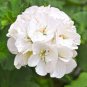 10 PCS White Zonal Pelargonium Seeds White Terry Semidouble Geranium Seeds