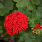 10 PCS Diemierii Schafferi Zonal Geranium Red Pelargonium Flower Seeds