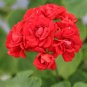 10 PCS Diemierii Schafferi Zonal Geranium Red Pelargonium Flower Seeds