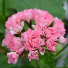 10 PCS Swanland Pink Australien Pink Rosebud Zonal Geranium Flower Seeds