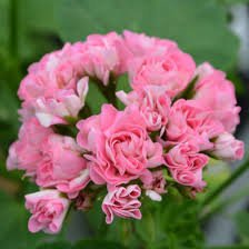 10 PCS Swanland Pink Australien Pink Rosebud Zonal Geranium Flower Seeds