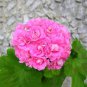 10 PCS Swanland Pink Australien Pink Rosebud Zonal Geranium Flower Seeds