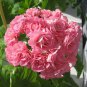 10 PCS Swanland Pink Australien Pink Rosebud Zonal Geranium Flower Seeds