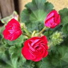 10 PCS Red Viva Rosita Zonal Geranium Flower Seeds