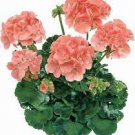 10 PCS Geranium Seeds Conny Orange Perennial 'Red Blossom Rosebud' Series