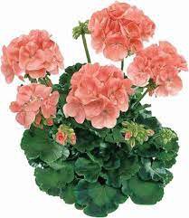 10 PCS Geranium Seeds Conny Orange Perennial 'Red Blossom Rosebud' Series