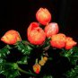 10 PCS Geranium Seeds Conny Orange Perennial 'Red Blossom Rosebud' Series
