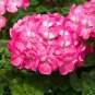 10 PCS Geranium Fire red-to-white-to-light green Big Blooms Bonsai Flowers