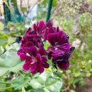 10 PCS Geranium Dark Purple 'violet butterfly' Perennial Bonsai Flowers 10 PCS Geranium Dark Purple 'violet butterfly' Perennial Bonsai Flowers