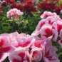 10 PCS Geranium 'Quantoki May' Angel Dark Red Double Petals White Edge Bonsai Flowers