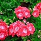 10 PCS Geranium Red Corrugated Double Petals with White Centre Flowers Seeds 10 PCS Geranium Red Corrugated Double Petals with White Centre Flowers Seeds