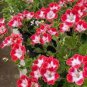 10 PCS Geranium Red Corrugated Double Petals with White Centre Flowers Seeds