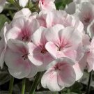 10 PCS Geranium White-to-light pink Hydrangea-typed Bonsai Flowers