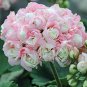 10 PCS Geranium White-to-light pink Hydrangea-typed Bonsai Flowers