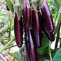 100 PCS Organic Heirloom Eggplant Aubergine Little Fingers Solanum Melongena Seeds