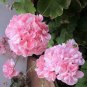 10 PCS Geranium Japanese Sakura White & Light Pink Big Blooms Flower