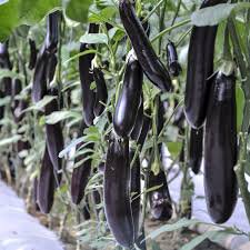 200 PCS Black Eggplant Seeds
