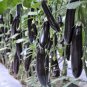 200 PCS Black Eggplant Seeds
