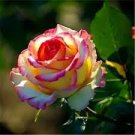 50 PCS Large Light Yellow Rose Flower Seeds