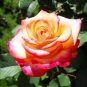 50 PCS Large Light Yellow Rose Flower Seeds