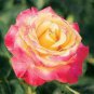 50 PCS Large Light Yellow Rose Flower Seeds