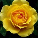 50 PCS Double Yellow Rose Flower Seeds