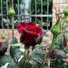 50 PCS Strong Fragrant Red Rose Flower Seeds 50 PCS Strong Fragrant Red Rose Flower Seeds