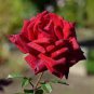 50 PCS Strong Fragrant Red Rose Flower Seeds