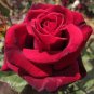 50 PCS Strong Fragrant Red Rose Flower Seeds