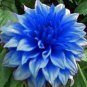 50 PCS Rare Blue Dahlia Flower Seeds