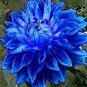 50 PCS Rare Blue Dahlia Flower Seeds