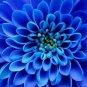 50 PCS Rare Blue Dahlia Flower Seeds