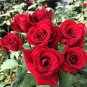 20 PCS Heirloom Fresh Red Chinese Rose Flower Seeds
