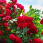 20 PCS Heirloom Fresh Red Chinese Rose Flower Seeds