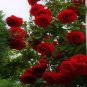 20 PCS Heirloom Fresh Red Chinese Rose Flower Seeds