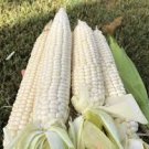 10 PCS Fruits and Vegetables Silver Glutinous Corn Seed White Waxy Corn Seeds 10 PCS Fruits and Vegetables Silver Glutinous Corn Seed White Waxy Corn Seeds
